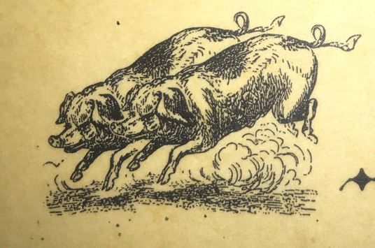 Les cochons de Crépy